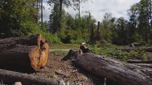 How Our Tree Care Process Works  in  Watkinsville, GA