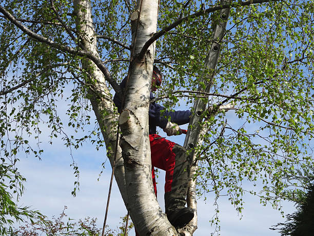 Reliable Watkinsville, GA Tree Care Solutions